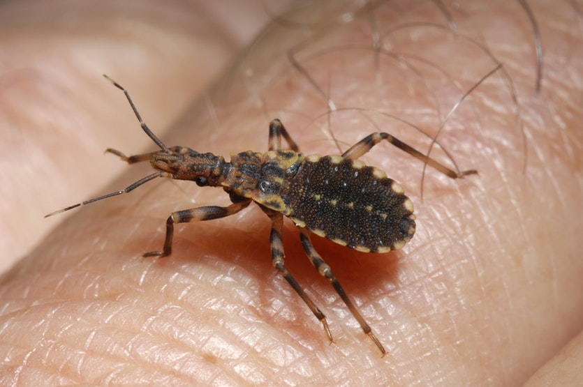 Qué es la enfermedad de Chagas